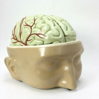 Vintage Student Latex Human Brain Model Teaching Display - Halloween Prop