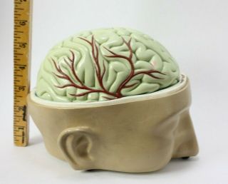 Vintage Student Latex Human Brain Model Teaching Display - Halloween Prop 2