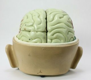 Vintage Student Latex Human Brain Model Teaching Display - Halloween Prop 3