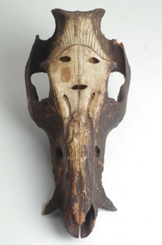 Carved Ceremonial Jungle Pig Skull - Atoni - West Timor - Light Color