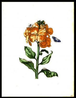 1713 Maria S Merian Engraving Hand - Coloring Orange Flower Moth & Fly