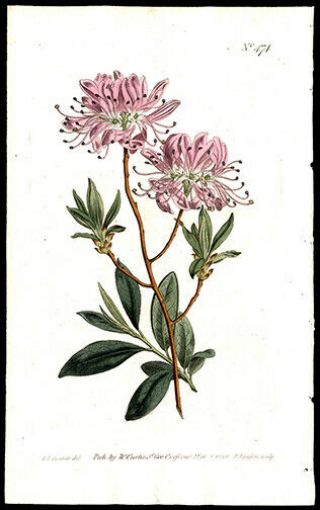 Rhododendron 220 Yr Old S Edward Copper Plate Engraving Botanical