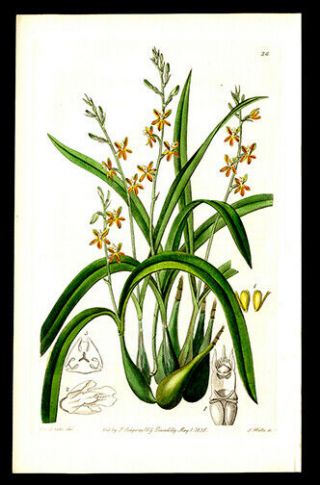 Orchre - Colored Orchid Or Epidendrum S Edwards Copper Plate Engraving Botanical