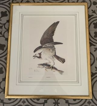 Vintage Framed And Matted Audubon Print Opsrey Plate 84 Bookplate 1966