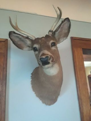 Vintage Michigan Whitetail Deer Head Shoulder Mount Buck Tag