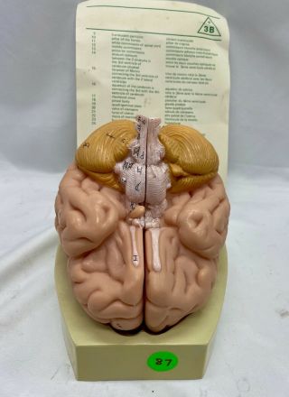 3b • Brain Model • 2 Part Anatomical Model • Vintage " Made In West Germany "