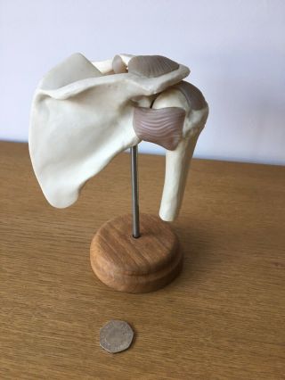 Vintage Anatomical Model Of The Shoulder Joint On A Turned Wooden Base