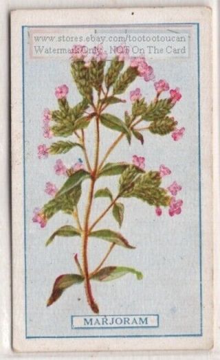 Marjoram Herb Medicinal Plant Fragrance Flavor 100 Y/o Trade Ad Card G