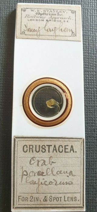 Very Fine Antique Microscope Slide Young Porcellana Crab