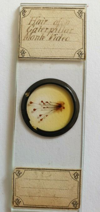 Very Fine Antique Microscope Slide Hair Of Caterpillar Monte Video By Norman