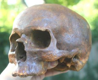 European Human Skull Theatrical Film Prop Medical Death Oddity Gothic Rust