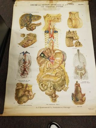 Digestive System Frohse No Fa Plate 8 Vintage Anatomy Chart 1947