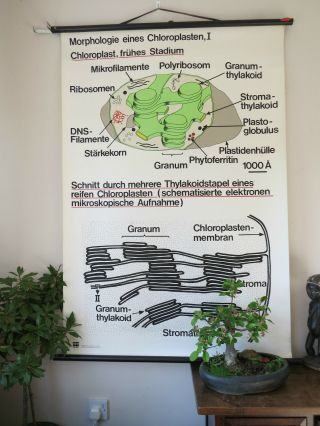 Vintage Pull Roll Down School Wall Chart The Structure Of Chloroplast I Science