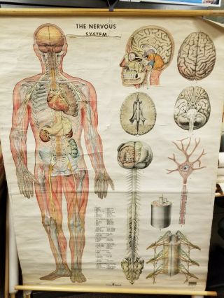 Anatomical Human Nervous System Wall Chart.  Linen Backed Poster.