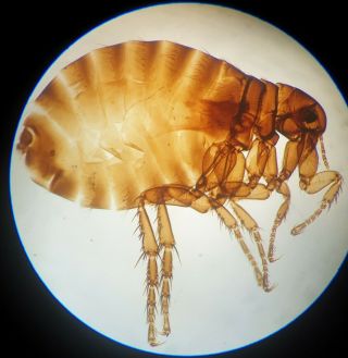 Fine Antique Microscope Slide " Female Flea " By Darlaston.
