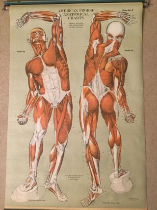 American Frohse Anatomical Medical Education Wall Chart Anatomy Vintage Set 2