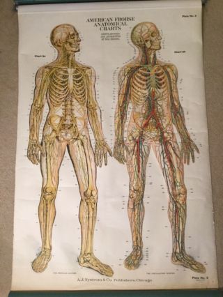 American Frohse Anatomical Medical Education Wall Chart Anatomy Vintage Set 3