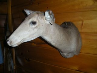 Vintage Whitetail Deer Taxidermy Doe Mount