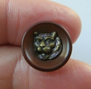Outstanding Antique Vtg Carved Vegetable Ivory Picture Button Cougar Cat (g)