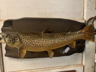 Vintage 20” Real Skin Brown Trout Taxidermy Fish Mount