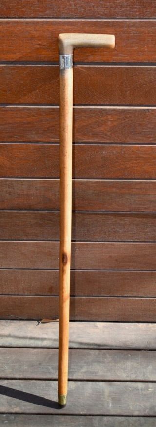 Antique Antler/horn Handled Walking Stick With Sterling Silver Collar (84.  5cm)