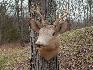 Vintage Whitetail Deer Shoulder Mount