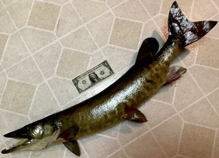 28”,  Vintage Muskellunge Muskie Musky Real Skin Taxidermy Fish / Pike Walleye