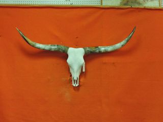 Steer Skull Mounted Horns Cow Bull Longhorns 4 Ft 10 In Skull 2124 Taxidermy