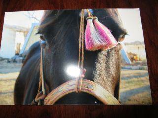 Horse Hair Bridle - Very Early Piece Made At Deere Lodge Prison In Montana