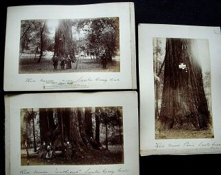 Three Cabinet Photographs Of Coast Redwoods In Santa Cruz,  Calif 1890 