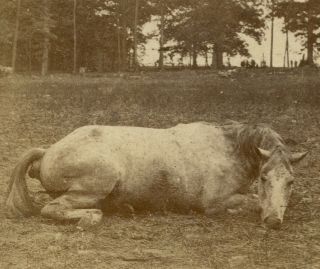 1862 Civil War Battle Of Antietam Dead Confederate Col Horse By Alex Gardner