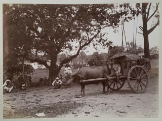 Singapore Buffalo Water Cart People & Scenery Antique Photo With Rich Tones