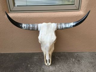 Longhorn Bull Skull 31 1/2 " Inch Wide Pretty Horns Western Cow Bull Head