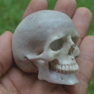 Skull Carving In Moose Antler Hand Carved 47mm Height S455