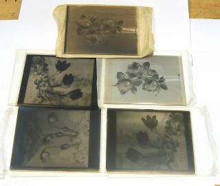 5 X Antique Glass Plate Negatives Of Flowers 3082ms