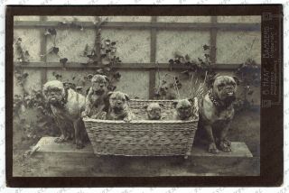 Cdv Cabinet Photo Dogs And Puppies (2816)