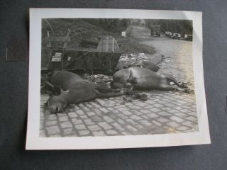 WWII 3rd Army Soldiers Photo Album German Plane,  Dead Horses More 4