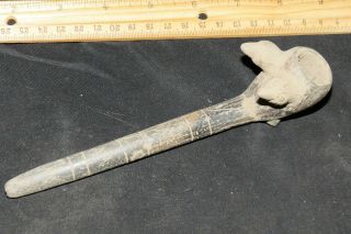 Indian Artifact,  Mississippian Duck Effigy Pipe