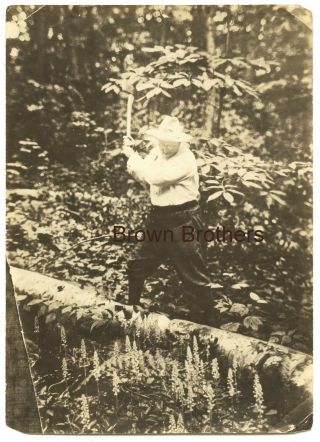 Vintage 1900s President Theodore Roosevelt Chopping Wood Photo By Brown Bros