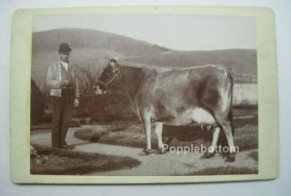 Cabinet Card Photo Of A Man And His Prize Cow Rolling Hills Pawling,  Ny C5