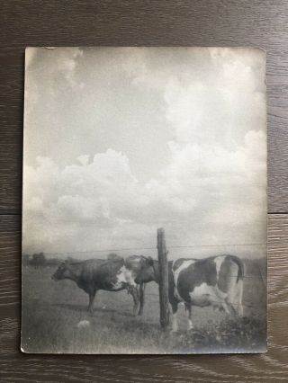 Vintage Farm Cow Photograph Black And White Photo Ephemera 8x10 Vintage