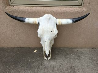 Longhorn Steer Skull 34 1/2 " Inch Wide Pretty Horns Western Cow Bull Head