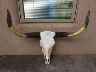 Longhorn Steer Skull 3 Feet 2 " Inch Wide Unpolished Bull Horns Mounted Cow Head
