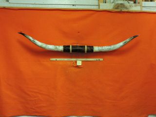 Mounted Steer Horns 6 Ft 8 In 13 " 1/2 Base Mounted Bull Texas Longhorn 3716