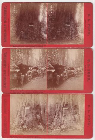 3 Mammoth Trees Of Calaveras County California By C L Pond 1870s Stereoviews Svs