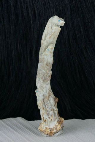 Bear Zuni Fetish Carving - Derrick Kaamasee 3