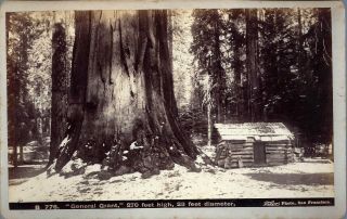 Spectacular Taber / Watkins Cabinet Size Albumen Of General Grant Tree - Cabin.