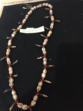 Native American Northern Plains Coyote Tooth Necklace,  Old Trade Beads (k101)