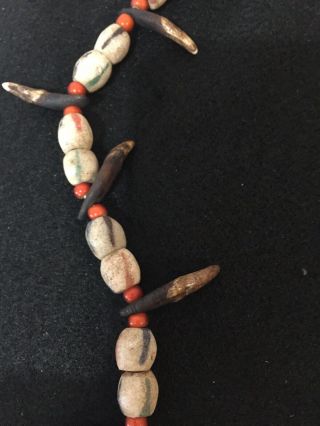 NATIVE AMERICAN NORTHERN PLAINS COYOTE TOOTH NECKLACE,  OLD TRADE BEADS (K101) 2