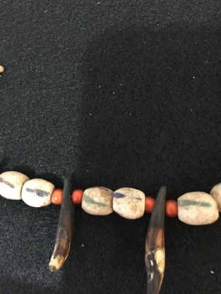 NATIVE AMERICAN NORTHERN PLAINS COYOTE TOOTH NECKLACE,  OLD TRADE BEADS (K101) 3